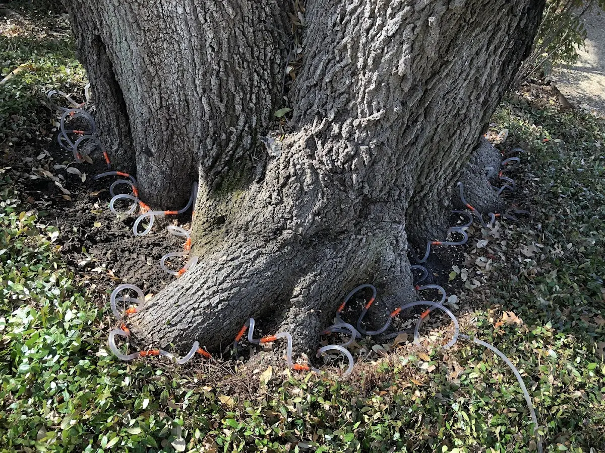 Detailed Tree Cabling and Bracing job site in Gleneden Beach