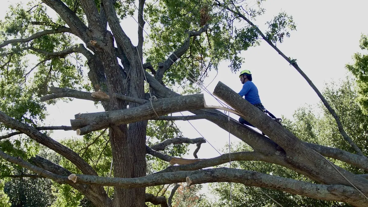 Professional Crown Thinning performed by certified arborists in Gleneden Beach