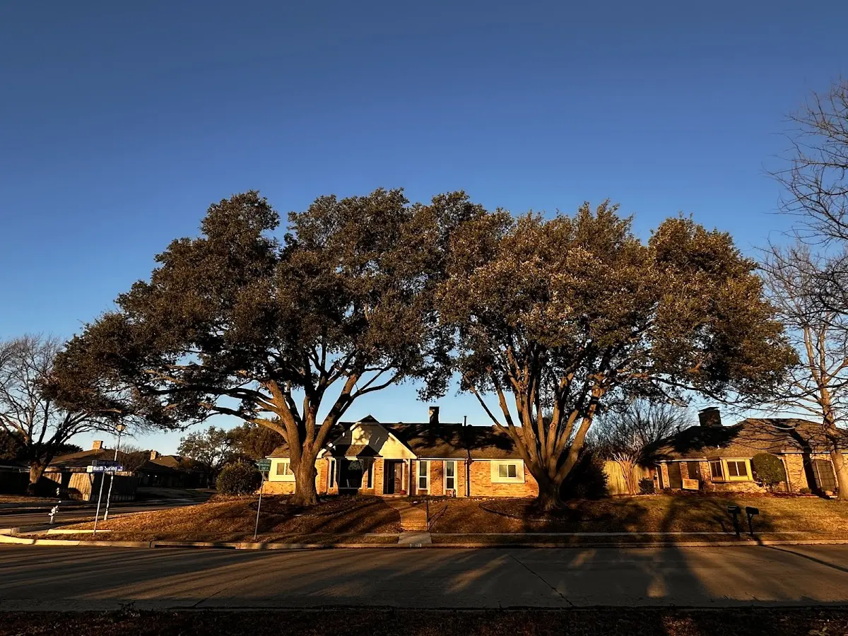 Established residential canopy tree shading a home in Gleneden Beach